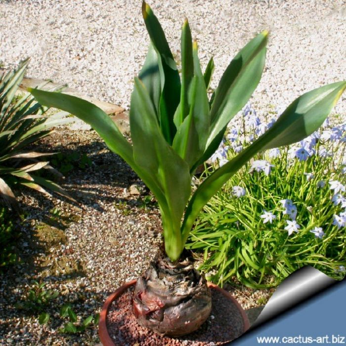 &Tau;&Alpha; &Epsilon;&Theta;&Iota;&Mu;&Alpha; &Tau;&Eta;&Sigma; &Eta;&Mu;&Epsilon;&Rho;&Alpha;&Sigma;