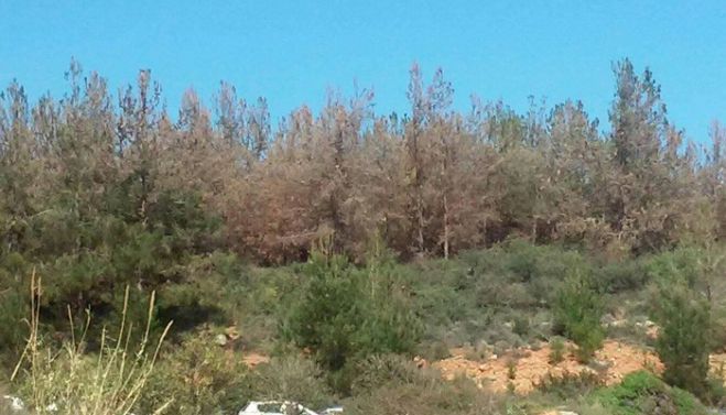 &Delta;&iota;&epsilon;&upsilon;&kappa;&rho;&iota;&nu;ί&sigma;&epsilon;&iota;&sigmaf; &gamma;&iota;&alpha; &tau;&alpha; &pi;&epsilon;ύ&kappa;&alpha; &tau;&eta;&sigmaf; &Chi;&rho;&upsilon;&sigma;ή&sigmaf; &Alpha;&kappa;&tau;ή&sigmaf; &alpha;&pi;ό &tau;&omicron;&nu; &Delta;ή&mu;&omicron; &Chi;&alpha;&nu;ί&omega;&nu;