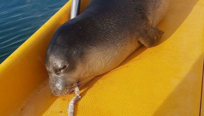 &Beta;&rho;έ&theta;&eta;&kappa;&epsilon; &nu;&epsilon;&kappa;&rho;ή &phi;ώ&kappa;&iota;&alpha; &sigma;&tau;&eta; &theta;&alpha;&lambda;ά&sigma;&sigma;&iota;&alpha; &pi;&epsilon;&rho;&iota;&omicron;&chi;ή &tau;&omicron;&upsilon; &Rho;&epsilon;&theta;ύ&mu;&nu;&omicron;&upsilon;