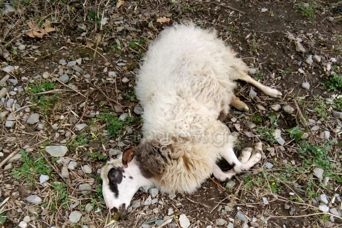 &Alpha;&nu;&tau;ί&kappa;&rho;&iota;&sigma;&epsilon; &nu;&epsilon;&kappa;&rho;ά &tau;&alpha; &pi;&rho;ό&beta;&alpha;&tau;ά &tau;&omicron;&upsilon;  &kappa;&tau;&eta;&nu;&omicron;&tau;&rho;ό&phi;&omicron;&sigmaf; &sigma;&tau;&eta;&nu; &Kappa;&rho;ή&tau;&eta;