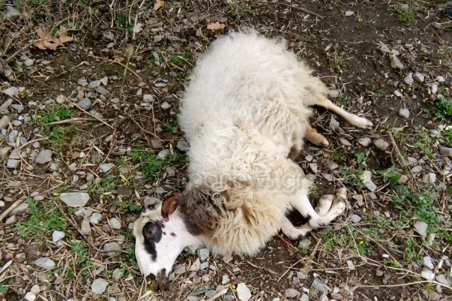 &Alpha;&nu;&tau;ί&kappa;&rho;&iota;&sigma;&epsilon; &nu;&epsilon;&kappa;&rho;ά &tau;&alpha; &pi;&rho;ό&beta;&alpha;&tau;ά &tau;&omicron;&upsilon;  &kappa;&tau;&eta;&nu;&omicron;&tau;&rho;ό&phi;&omicron;&sigmaf; &sigma;&tau;&eta;&nu; &Kappa;&rho;ή&tau;&eta;