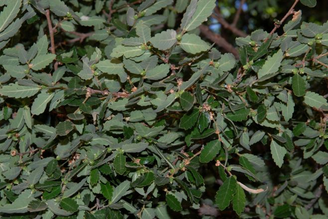 Ένα πάρκο στον Ομαλό με την υπό εξαφάνιση αμπελιτσιά- Θα φυτεύσουν 50 δενδρύλλια