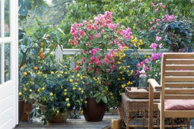 &Delta;&iota;&alpha;&gamma;&omega;&nu;&iota;&sigma;&mu;ό&sigmaf; &gamma;&iota;&alpha; &tau;&omicron;&nu; &laquo;&kappa;&alpha;&lambda;ύ&tau;&epsilon;&rho;&omicron; &kappa;ή&pi;&omicron; &amp; &laquo;&kappa;&alpha;&lambda;ύ&tau;&epsilon;&rho;&omicron; &mu;&pi;&alpha;&lambda;&kappa;ό&nu;&iota;&raquo; &sigma;&tau;&omicron; &Delta;ή&mu;&omicron; &Chi;&alpha;&nu;ί&omega;&nu;