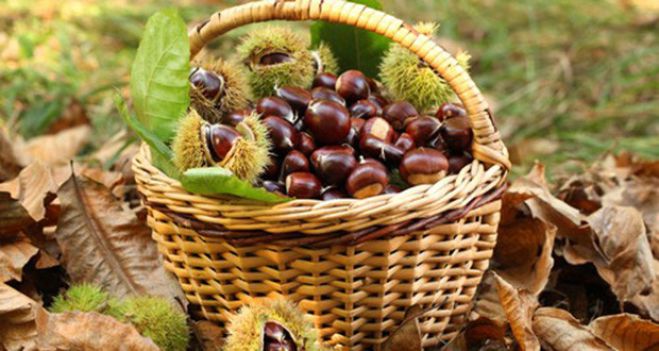 &Delta;ή&mu;&omicron;&sigmaf; &Kappa;&iota;&sigma;&sigma;ά&mu;&omicron;&upsilon;: &Epsilon;&nu;&eta;&mu;έ&rho;&omega;&sigma;&eta; &sigma;&epsilon; &kappa;&alpha;&sigma;&tau;&alpha;&nu;&omicron;&pi;&alpha;&rho;&alpha;&gamma;&omega;&gamma;&omicron;ύ&sigmaf;