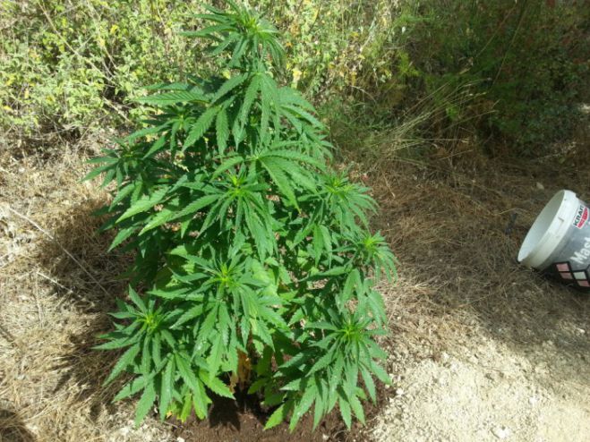 Συνελήφθη 72χρονος για καλλιέργεια δενδρυλλίων κάνναβης, στα Χανιά