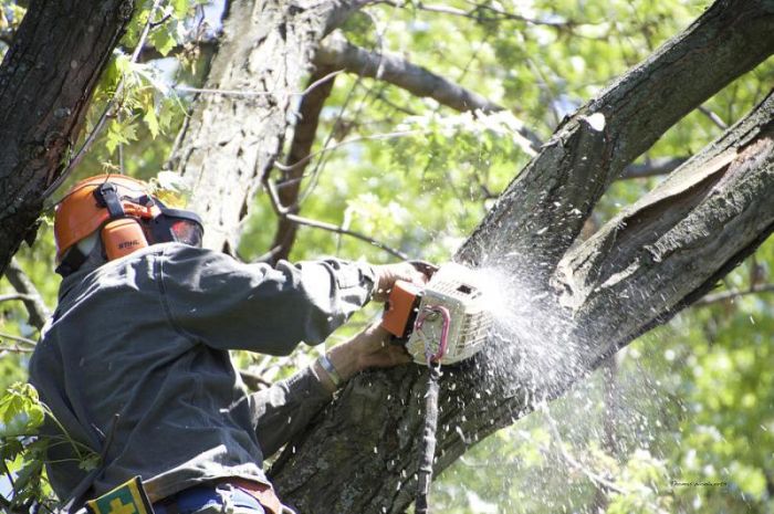 Ανακοίνωση Δήμου Χανίων για την κοπή και την απομάκρυνση κλαδιών