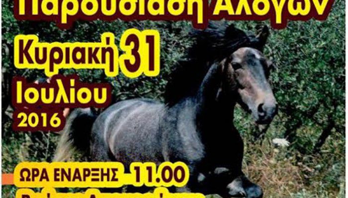 Δεύτερη παγκρήτια παρουσίαση αλόγων στις Βρύσες Αποκορώνου