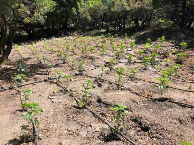 &Delta;ύ&omicron; &phi;&upsilon;&tau;&epsilon;ί&epsilon;&sigmaf; &mu;&epsilon; 3000 &delta;&epsilon;&nu;&delta;&rho;ύ&lambda;&lambda;&iota;&alpha; &kappa;ά&nu;&nu;&alpha;&beta;&eta;&sigmaf; &epsilon;&nu;&tau;ό&pi;&iota;&sigma;&alpha;&nu; &omicron;&iota; &alpha;&sigma;&tau;&upsilon;&nu;&omicron;&mu;&iota;&kappa;έ&sigmaf; &alpha;&rho;&chi;έ&sigmaf; &sigma;&epsilon; &delta;ύ&omicron; &pi;&epsilon;&rho;&iota;&omicron;&chi;έ&sigmaf; &tau;&eta;&sigmaf; &Pi;&epsilon;&rho;&iota;&phi;&epsilon;&rho;&epsilon;&iota;&alpha;&kappa;ή&sigmaf; &Epsilon;&nu;ό&tau;&eta;&tau;&alpha;&sigmaf;.