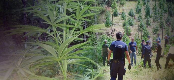 Μεγάλη χασισοφυτεία εντοπίστηκε στα Χανιά