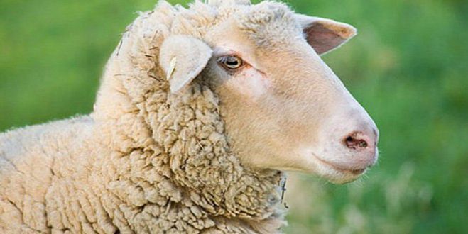 &Sigma;&phi;ά&zeta;&omicron;&upsilon;&nu; &alpha;&rho;&nu;&iota;ά &kappa;ά&tau;&omega; &alpha;&pi;ό &epsilon;&lambda;&iota;έ&sigmaf; &kappa;&alpha;&iota; &sigma;&epsilon; &rho;&upsilon;ά&kappa;&iota;&alpha;