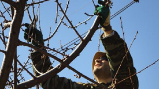 Κλαδέματα δέντρων επί της οδού Γογονή