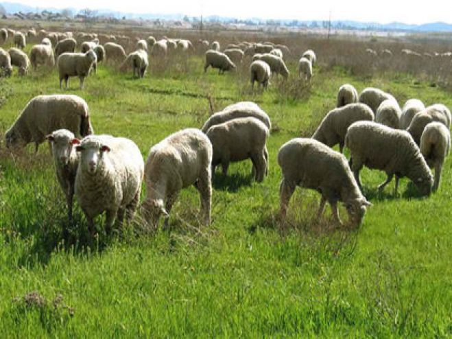 Διευκρινήσεις για τη μεταβίβαση δικαιωμάτων βοσκοτόπων σε νέους γεωργούς