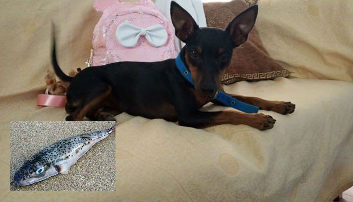 &Sigma;&kappa;&upsilon;&lambda;ί έ&phi;&alpha;&gamma;&epsilon; &lambda;&alpha;&gamma;&omicron;&kappa;έ&phi;&alpha;&lambda;&omicron; &sigma;&tau;&omicron; &Rho;έ&theta;&upsilon;&mu;&nu;&omicron; &kappa;&alpha;&iota; &sigma;ώ&theta;&eta;&kappa;&epsilon;