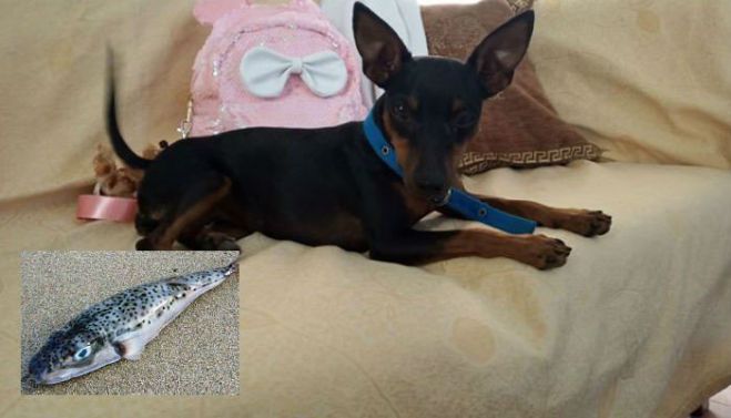 &Sigma;&kappa;&upsilon;&lambda;ί έ&phi;&alpha;&gamma;&epsilon; &lambda;&alpha;&gamma;&omicron;&kappa;έ&phi;&alpha;&lambda;&omicron; &sigma;&tau;&omicron; &Rho;έ&theta;&upsilon;&mu;&nu;&omicron; &kappa;&alpha;&iota; &sigma;ώ&theta;&eta;&kappa;&epsilon;