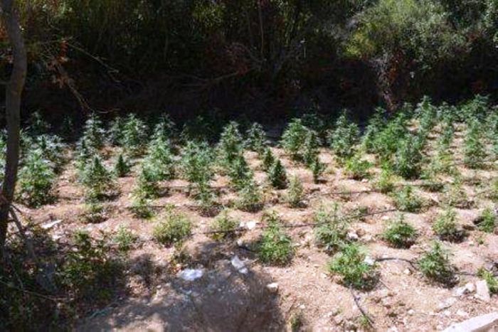 Νέες φυτείες κάνναβης σε Χανιά και Ρέθυμνο