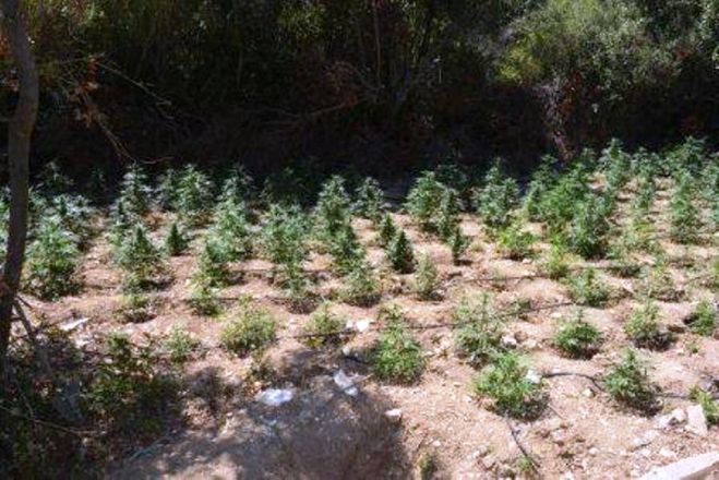 &Nu;έ&epsilon;&sigmaf; &phi;&upsilon;&tau;&epsilon;ί&epsilon;&sigmaf; &kappa;ά&nu;&nu;&alpha;&beta;&eta;&sigmaf; &sigma;&epsilon; &Chi;&alpha;&nu;&iota;ά &kappa;&alpha;&iota; &Rho;έ&theta;&upsilon;&mu;&nu;&omicron;