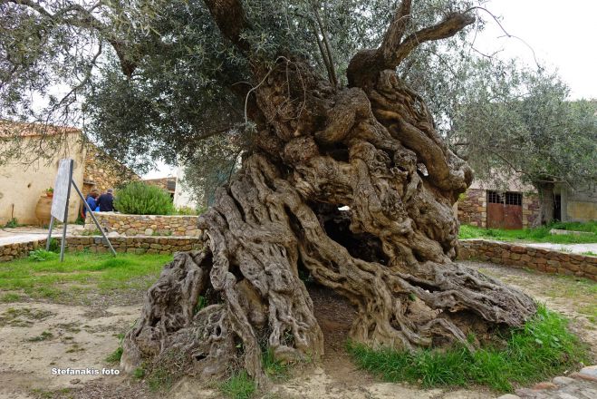 Τελετουργικό κοπής κότινου από την ελιά των Βουβών