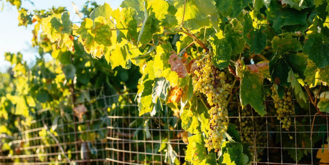 &Kappa;&alpha;&tau;&alpha;&chi;ώ&rho;&eta;&sigma;&eta; &alpha;&iota;&tau;ή&sigma;&epsilon;&omega;&nu; &gamma;&iota;&alpha; &tau;&eta;&nu; &alpha;&pi;ό&kappa;&tau;&eta;&sigma;&eta; ά&delta;&epsilon;&iota;&alpha;&sigmaf; &nu;έ&alpha;&sigmaf; &phi;ύ&tau;&epsilon;&upsilon;&sigma;&eta;&sigmaf; &alpha;&mu;&pi;&epsilon;&lambda;&iota;ώ&nu;