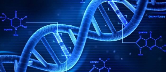 &Nu;έ&alpha; &alpha;&nu;&alpha;&kappa;ά&lambda;&upsilon;&psi;&eta; &alpha;&pi;ό &epsilon;&rho;&epsilon;&upsilon;&nu;&eta;&tau;έ&sigmaf; &tau;&omicron;&upsilon; &Iota;&Tau;&Epsilon;:  &Eta; &phi;&theta;&omicron;&rho;ά &sigma;&tau;&omicron; DNA &epsilon;&pi;&eta;&rho;&epsilon;ά&zeta;&epsilon;&iota; &tau;&omicron;&nu; &mu;&epsilon;&tau;&alpha;&beta;&omicron;&lambda;&iota;&sigma;&mu;ό &kappa;&alpha;&iota; &epsilon;&pi;&iota;&phi;έ&rho;&epsilon;&iota; &tau;&eta; &gamma;ή&rho;&alpha;&nu;&sigma;&eta;