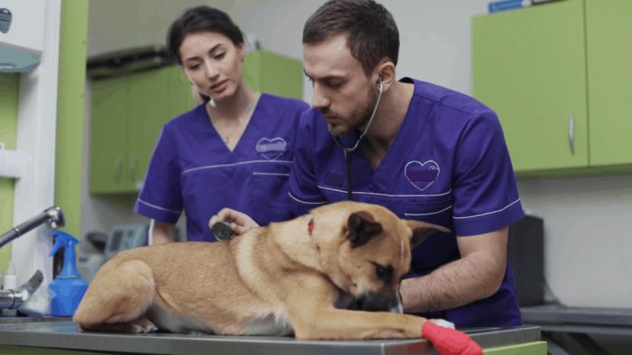 &Omicron;&lambda;&omicron;&kappa;&lambda;&eta;&rho;ώ&theta;&eta;&kappa;&alpha;&nu; &omicron;&iota; &sigma;&tau;&epsilon;&iota;&rho;ώ&sigma;&epsilon;&iota;&sigmaf; &alpha;&delta;έ&sigma;&pi;&omicron;&tau;&omega;&nu; &zeta;ώ&omega;&nu; &sigma;&tau;&omicron; &Delta;ή&mu;&omicron; &Alpha;&pi;&omicron;&kappa;&omicron;&rho;ώ&nu;&omicron;&upsilon;