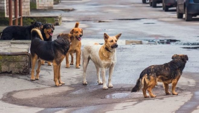 &Delta;&rho;ά&sigma;&epsilon;&iota;&sigmaf; &gamma;&iota;&alpha; &tau;&alpha; &alpha;&delta;έ&sigma;&pi;&omicron;&tau;&alpha; &sigma;&tau;&alpha; &Chi;&alpha;&nu;&iota;ά